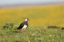 06-5559 Lapwing (Vanellus vanellus) with Buttercups, Langdon Beck, Upper Teesdale, County Durham